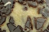 Polished Septarian Nodule Half - Utah #378453-1